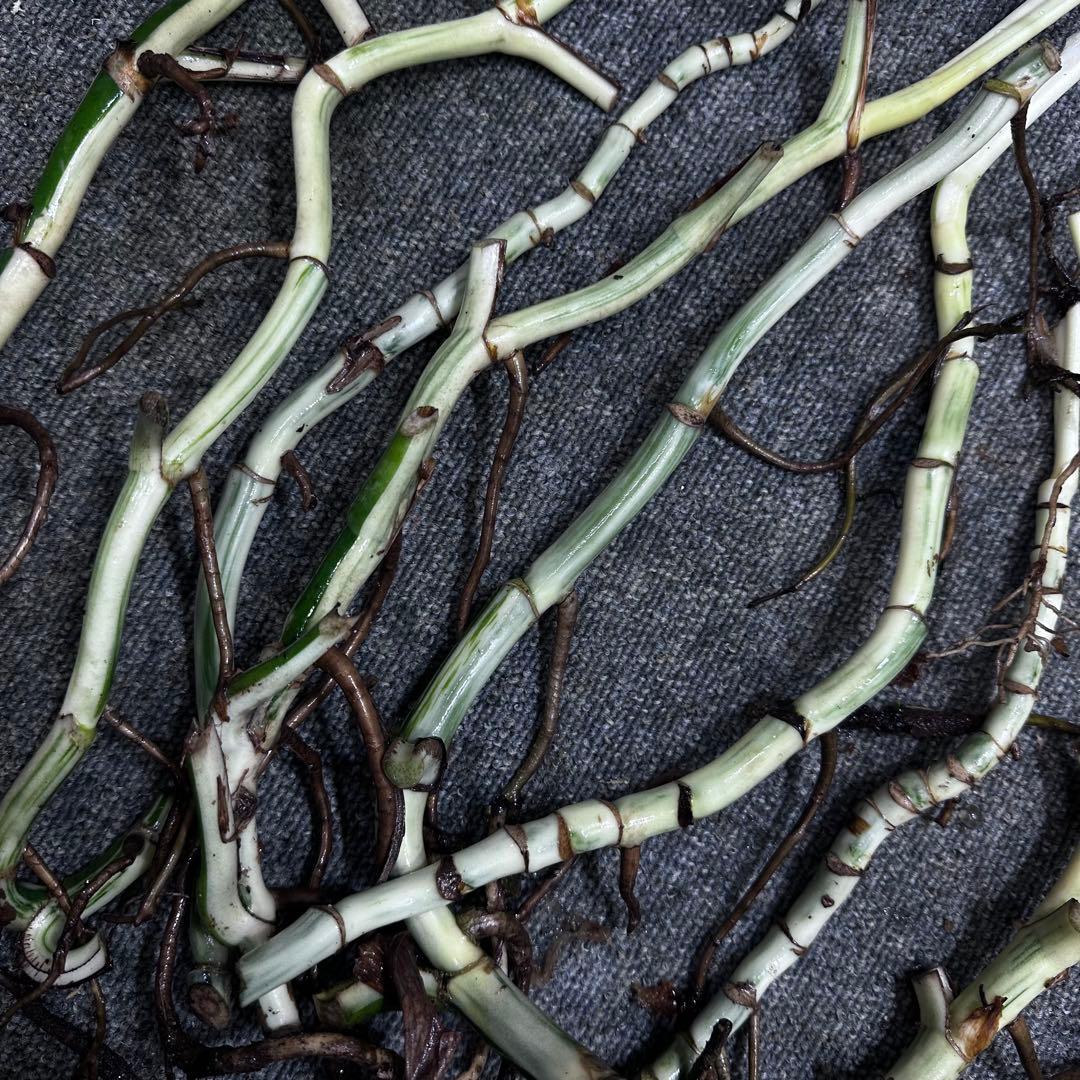 超*✿様 斑入りモンステラホワイトタイガー茎8株おまとめ