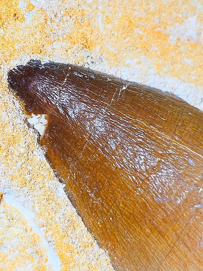 エネルギーを与える‼️モササウラスの牙 化石