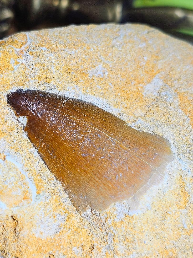 エネルギーを与える‼️モササウラスの牙 化石