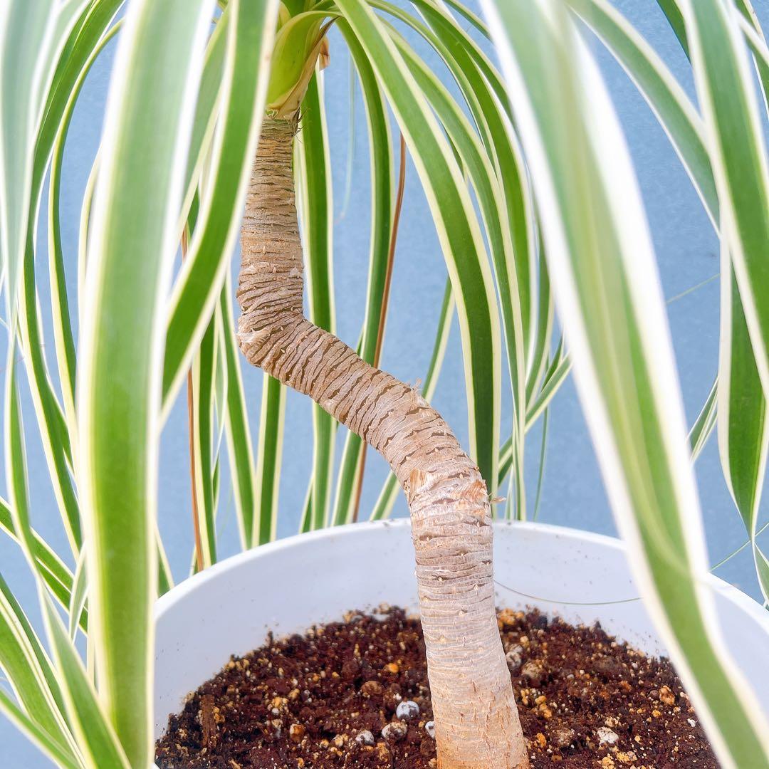 現品　トックリラン　ノリナ　斑入り　30番　トックリラン斑入り　観葉植物