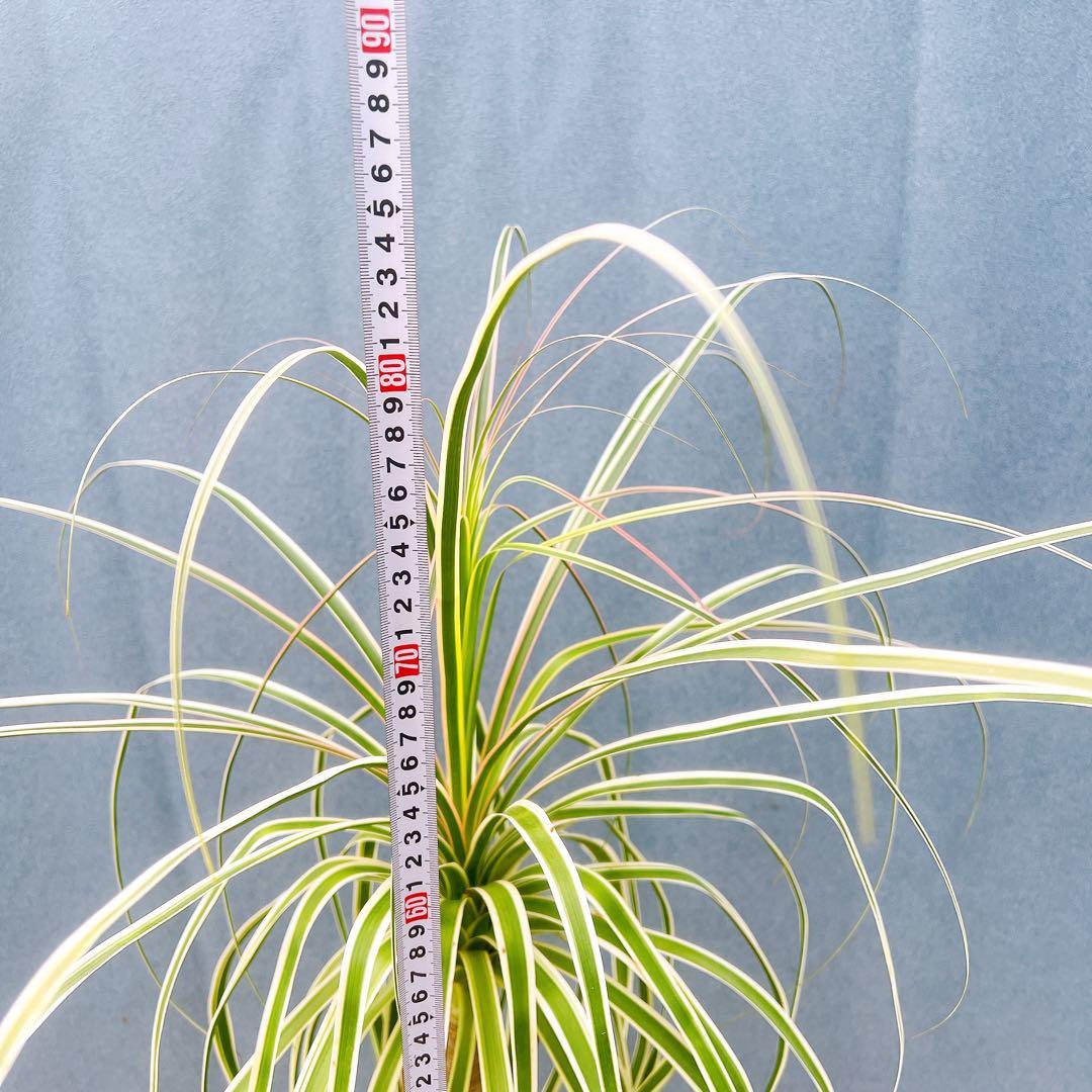 現品　トックリラン　ノリナ　斑入り　30番　トックリラン斑入り　観葉植物