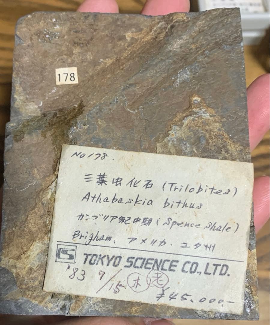 化石　三葉虫　アンモナイト　シェルオパール　メガロドンの歯