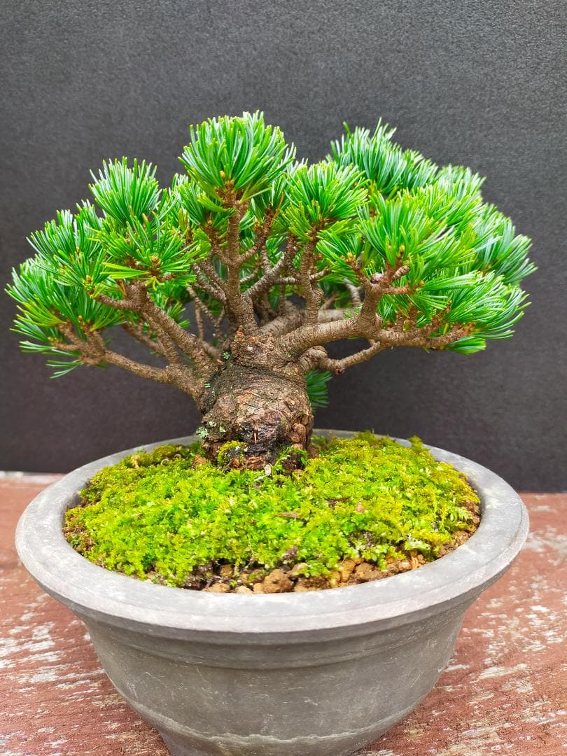 八房五葉松　明星　盆栽