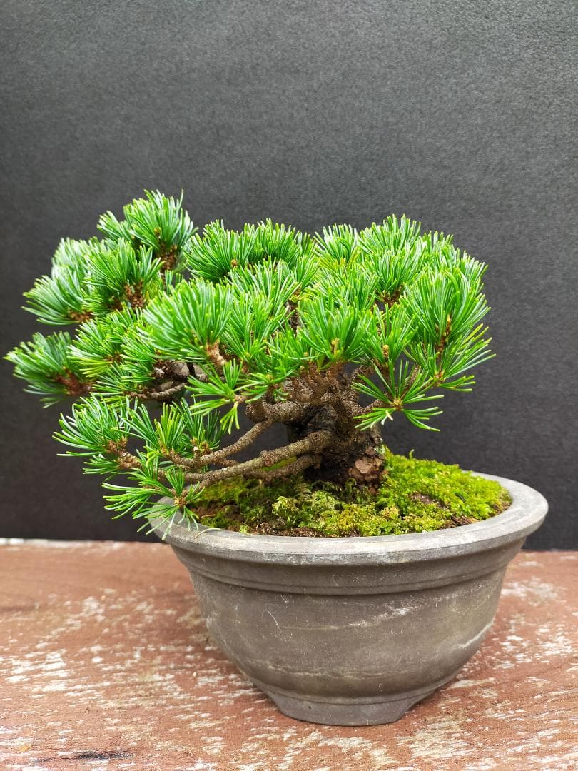 八房五葉松　明星　盆栽