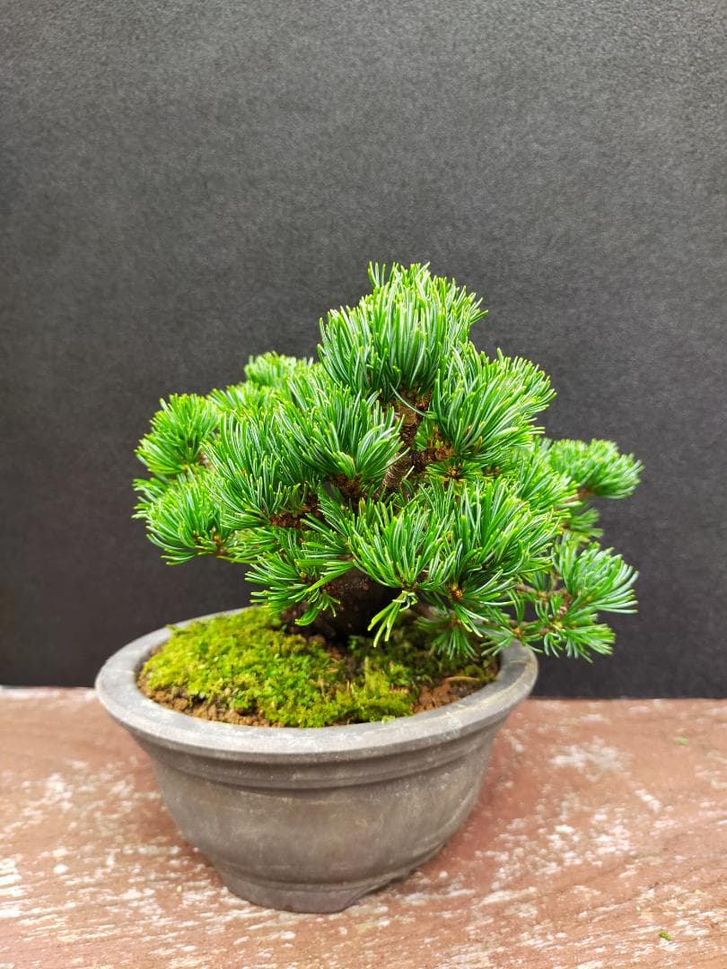 八房五葉松　明星　盆栽