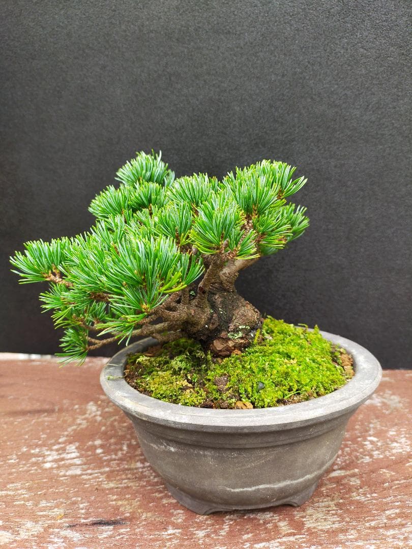 八房五葉松　明星　盆栽