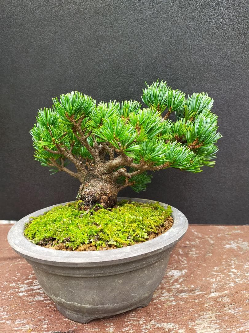 八房五葉松　明星　盆栽