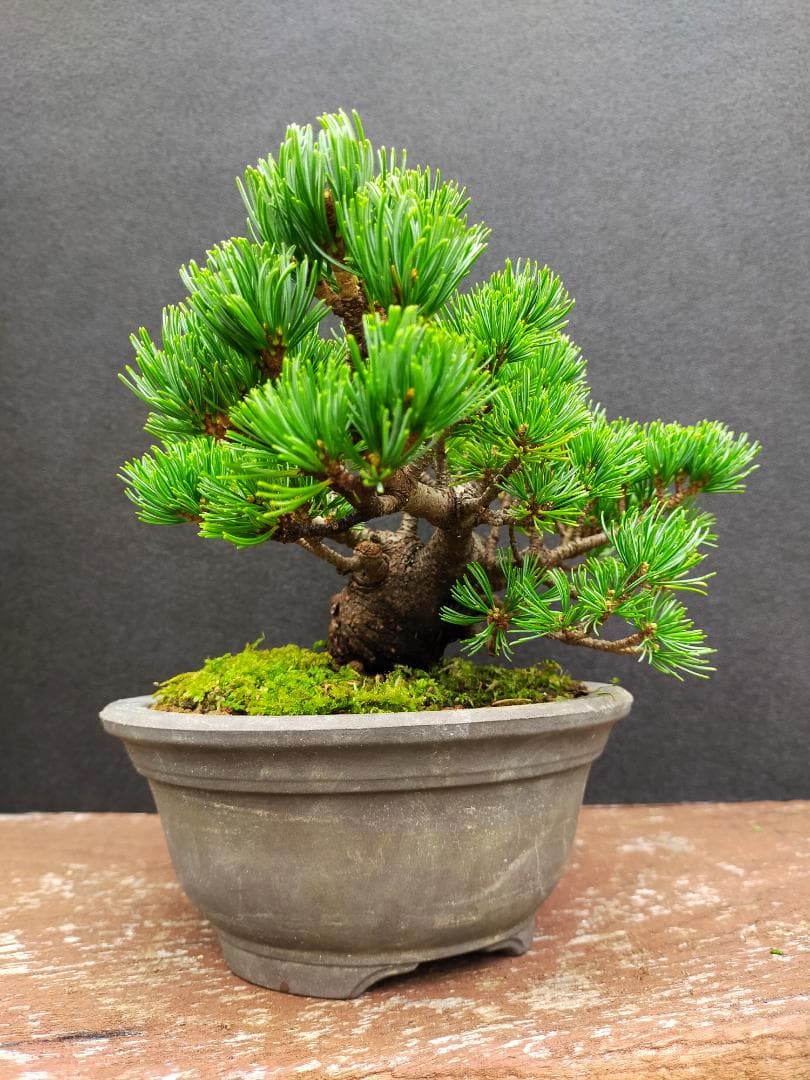 八房五葉松　明星　盆栽
