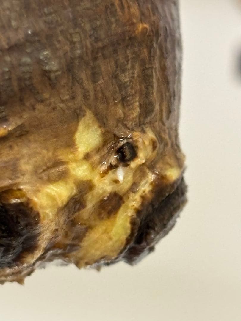 パキポディウムグラキリス　グラキリス　塊根植物　現地球　発根済み　厳選株　美形