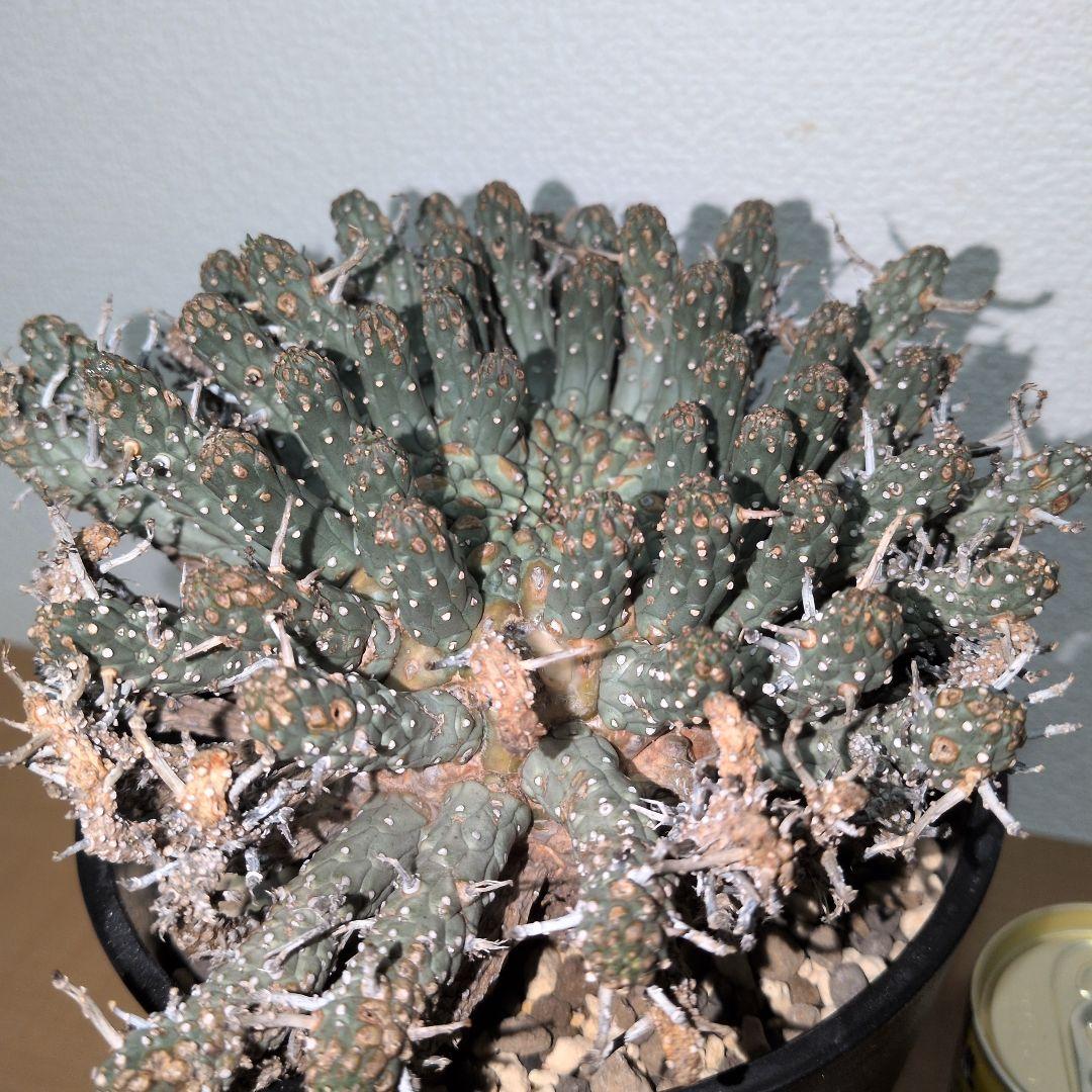 ユーフォルビア　フスカ　現地球 発根株（鉢付き）