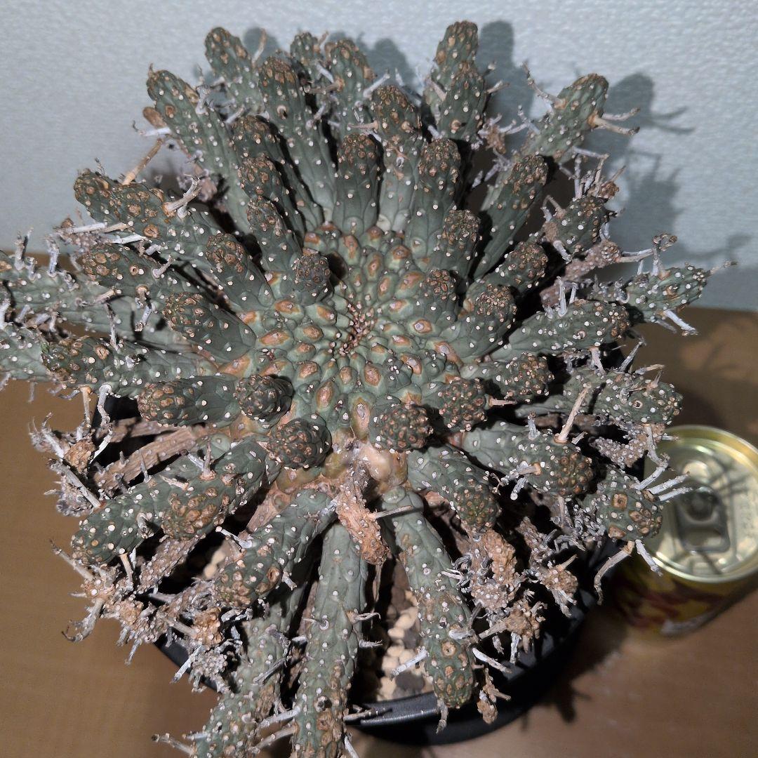 ユーフォルビア　フスカ　現地球 発根株（鉢付き）