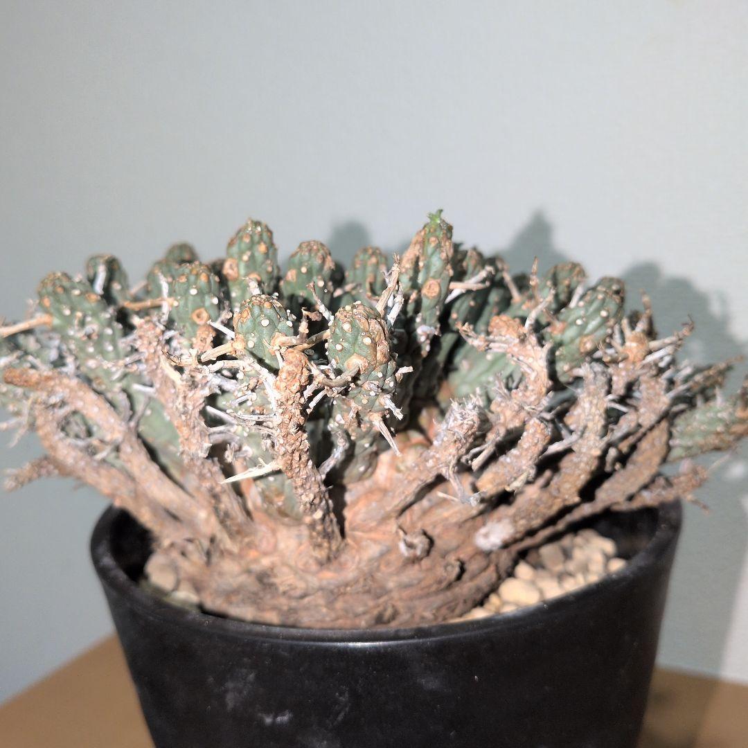 ユーフォルビア　フスカ　現地球 発根株（鉢付き）