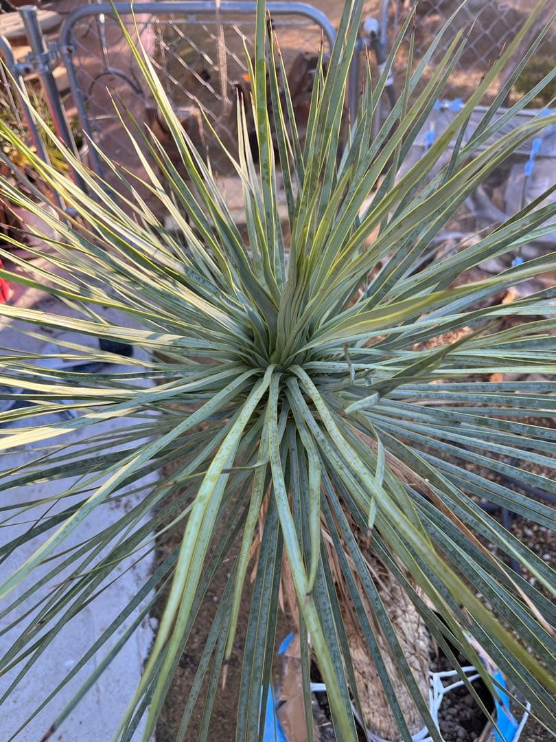 ※引取り限定　ユッカ ロストラータ 約1.4メートル