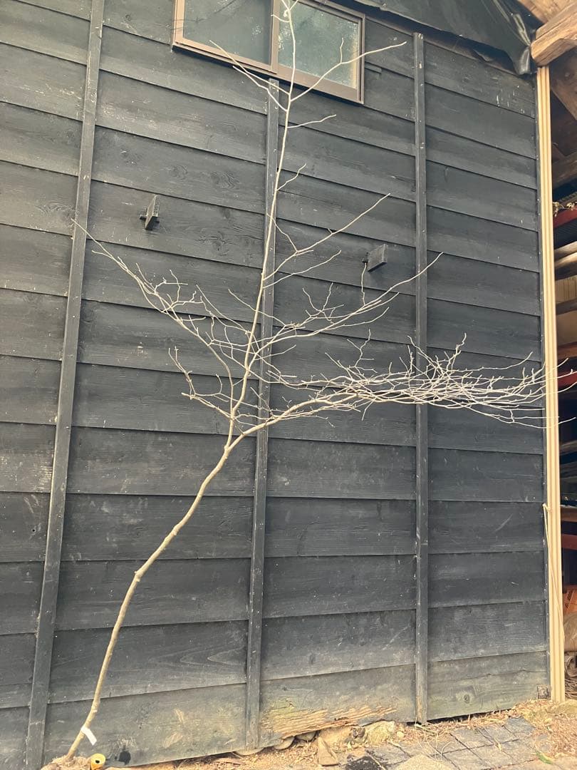 40 山採り　アオハダ