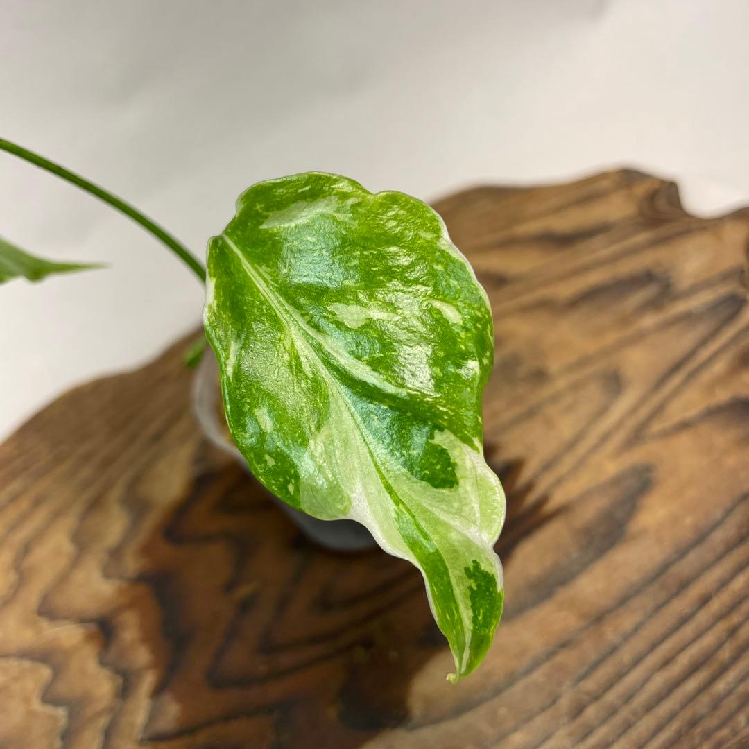 S*L様 a 38品種保証　【希少】モンステラ・エレクトロライト 美株 斑入り