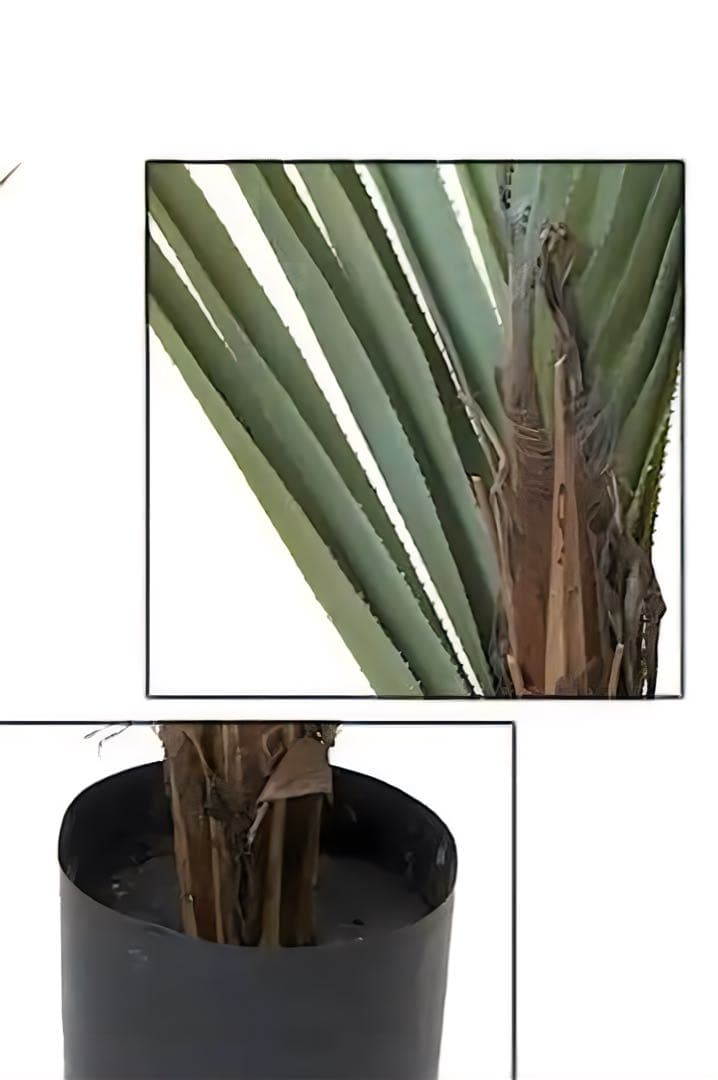 光触媒　人工観葉植物　ウォールグリーン　フェイクグリーン　240cmバンダナス