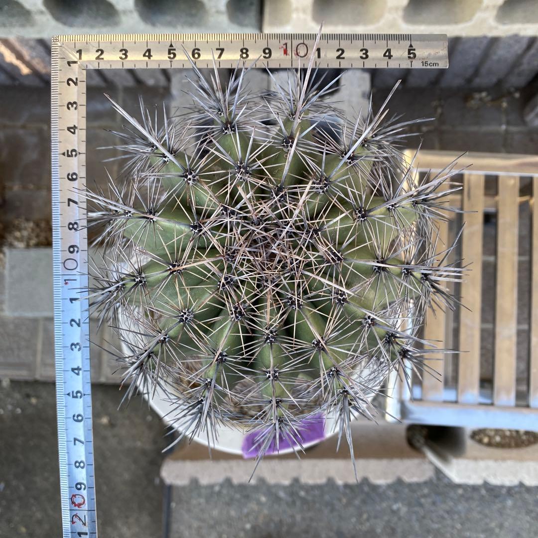 サボテン 高さ約30cm 直径約15cm 弁慶柱A 発根済み