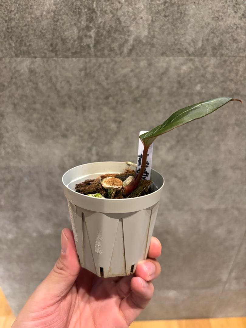 【新春セール】Anthurium Kingofspades butterfly