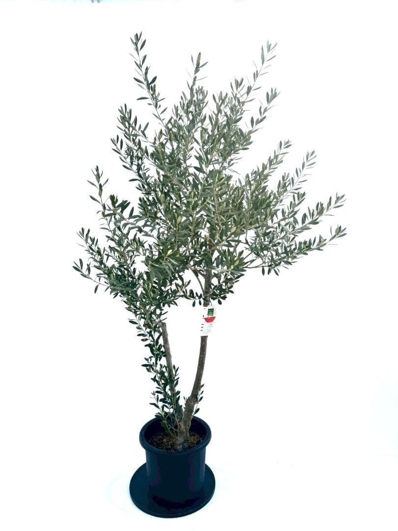オリーブの木　シプレシーノ　10号　約185cm　NO.877　人気　現品掲載