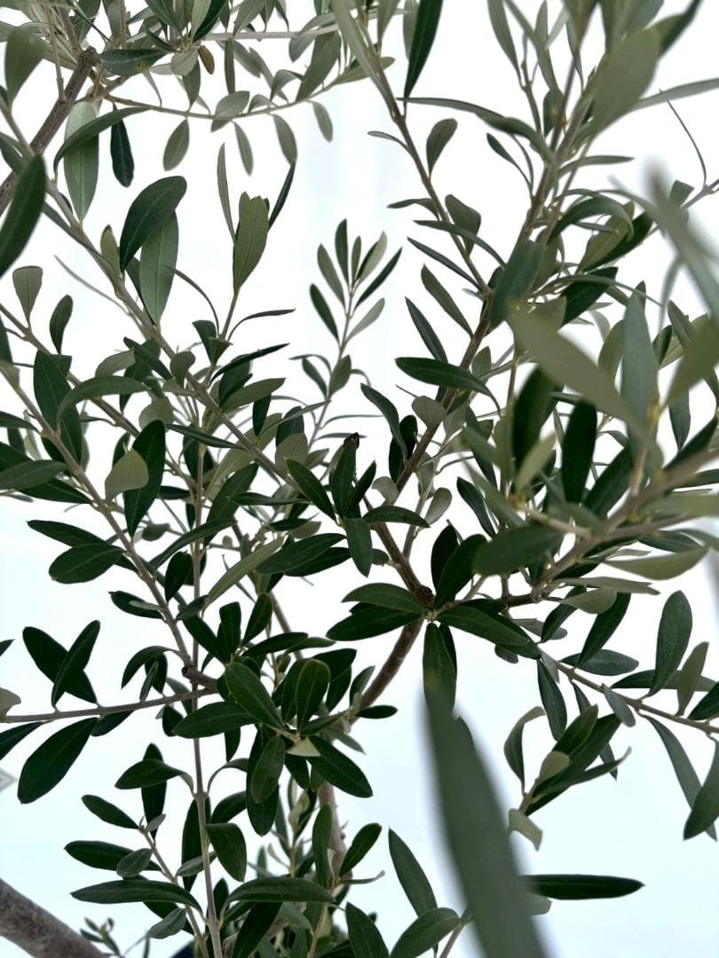 オリーブの木　シプレシーノ　10号　約185cm　NO.877　人気　現品掲載