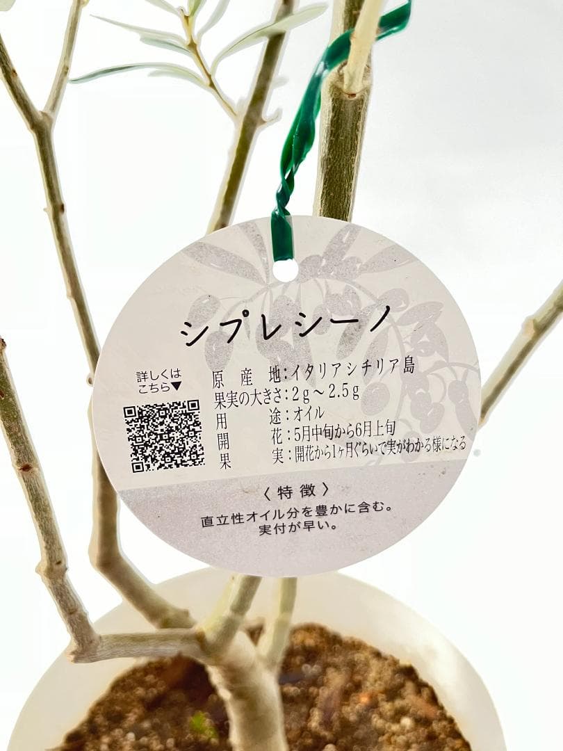 オリーブの木　シプレシーノ　10号　約185cm　NO.877　人気　現品掲載