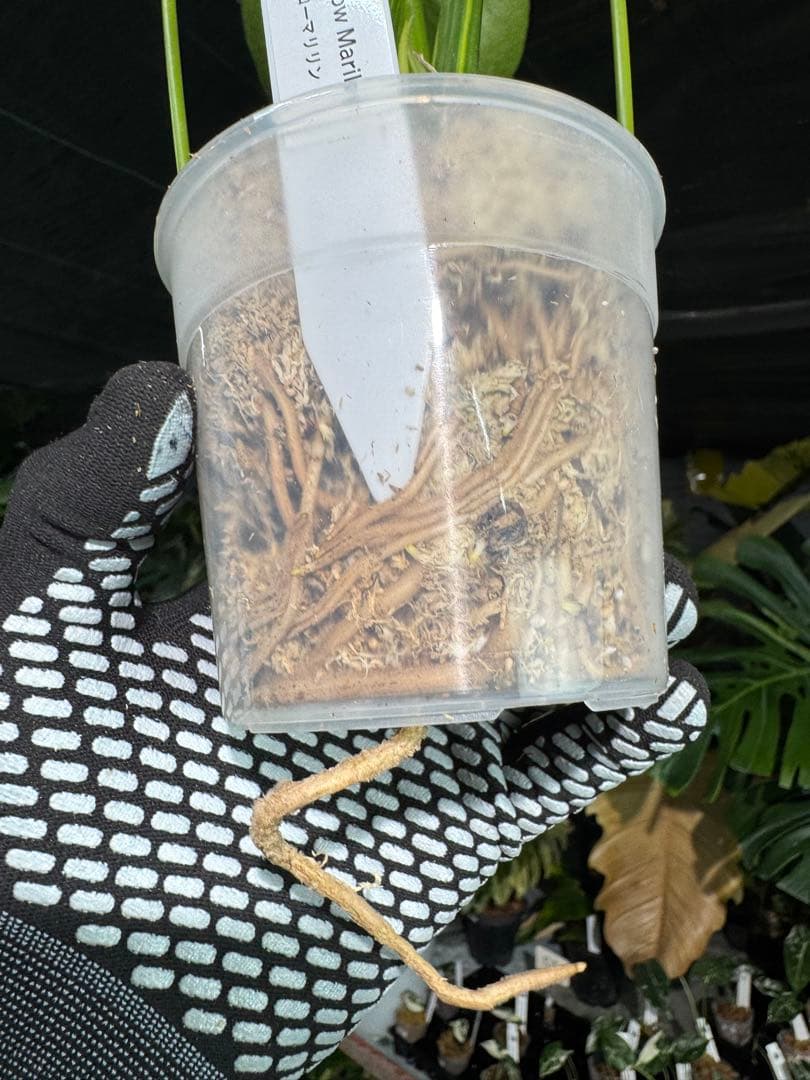 MY1モンステラ　イエローマリリン　黄斑入り