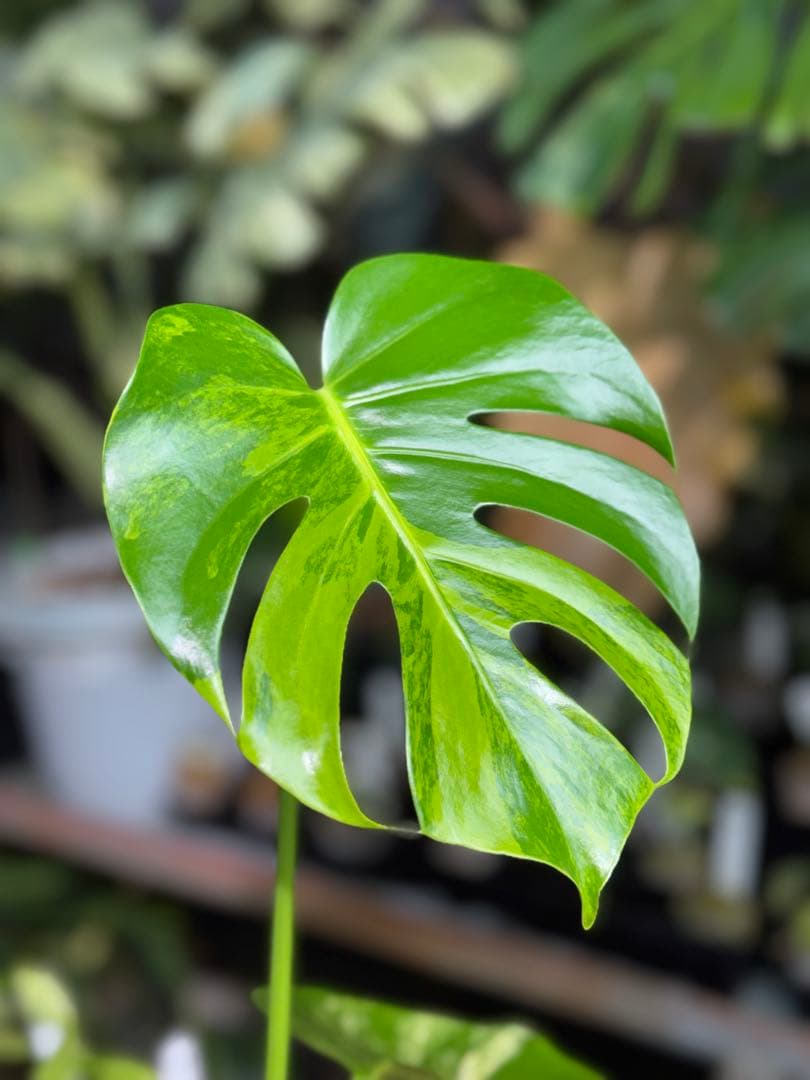 MY1モンステラ　イエローマリリン　黄斑入り