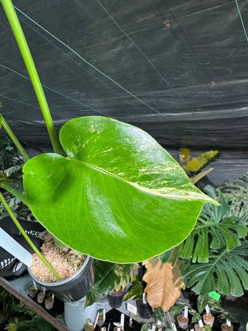 MY1モンステラ　イエローマリリン　黄斑入り