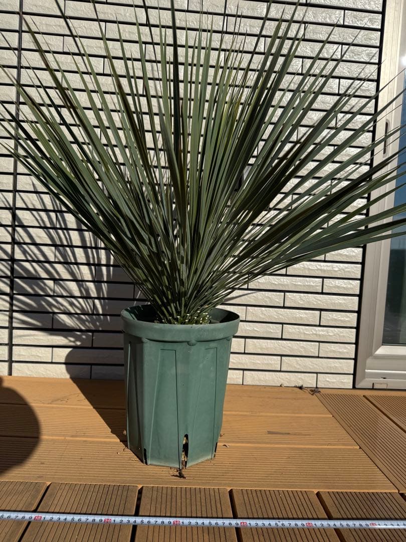 ユッカ・ロストラータ