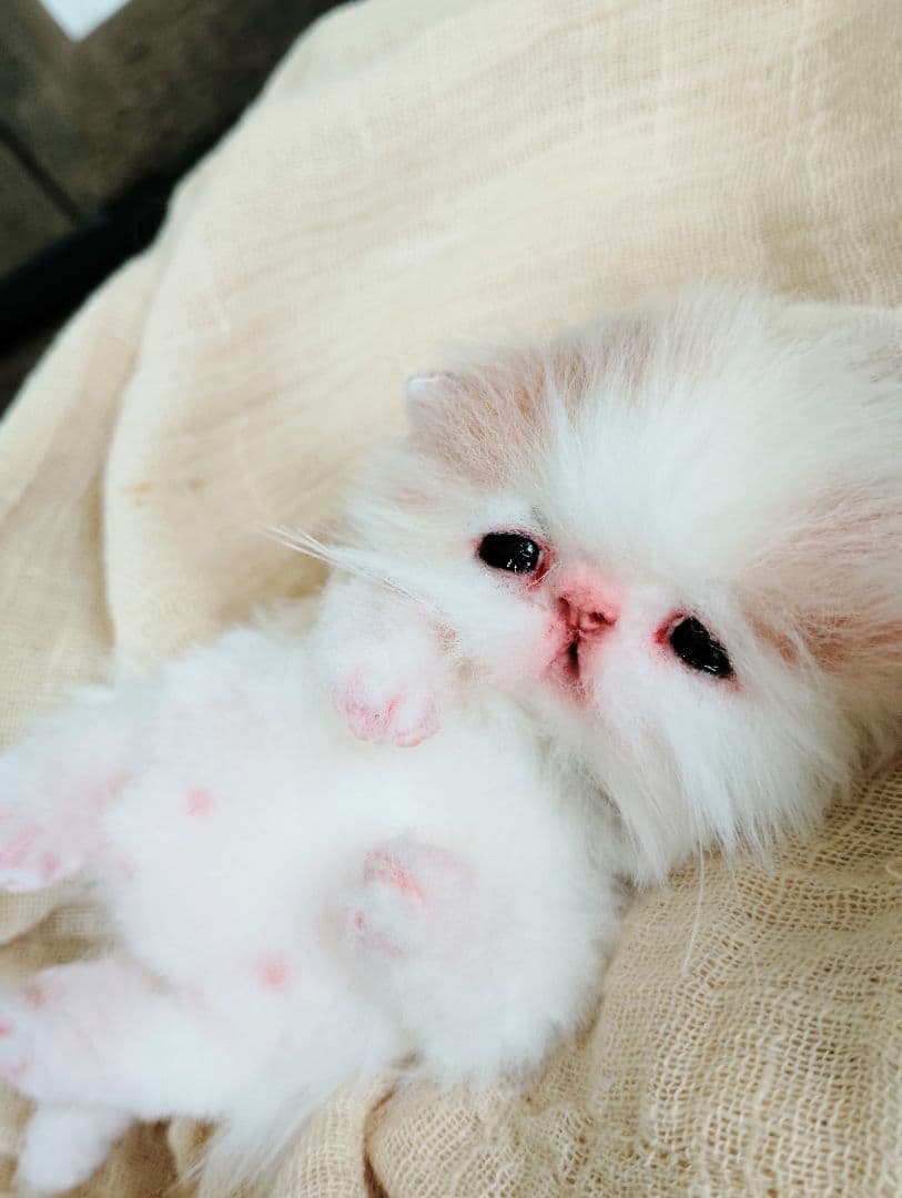 むぎゅサイズ♡お腹ぽっこり♡赤ちゃん子猫のキキちゃん♡アートドール♡ぬいぐるみ♡