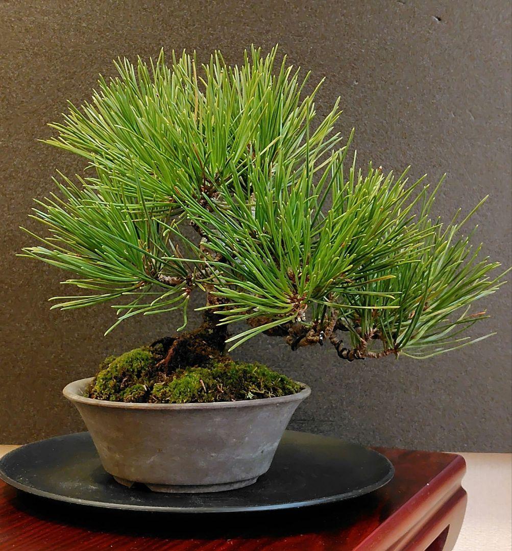黒松盆栽！