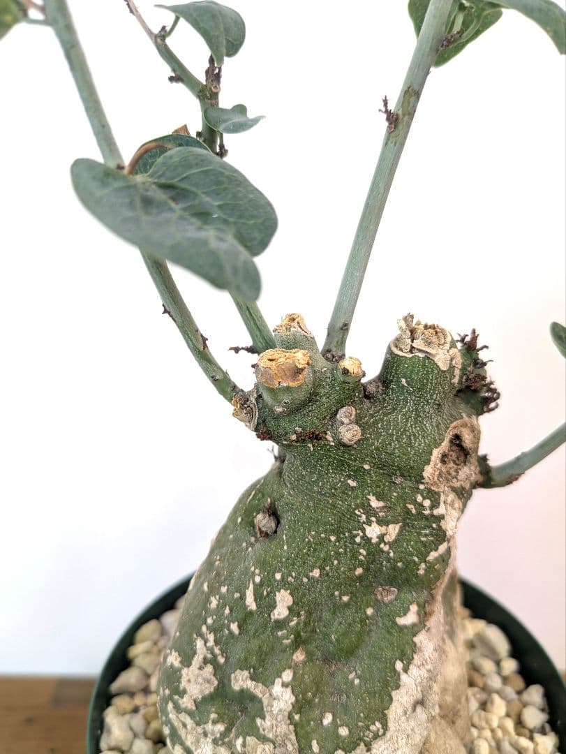 アデニア スピノーサ 現地株 発根済