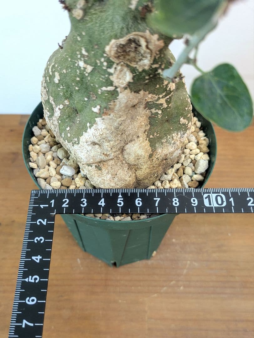 アデニア スピノーサ 現地株 発根済