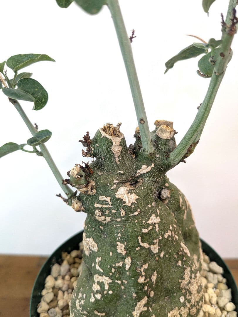 アデニア スピノーサ 現地株 発根済