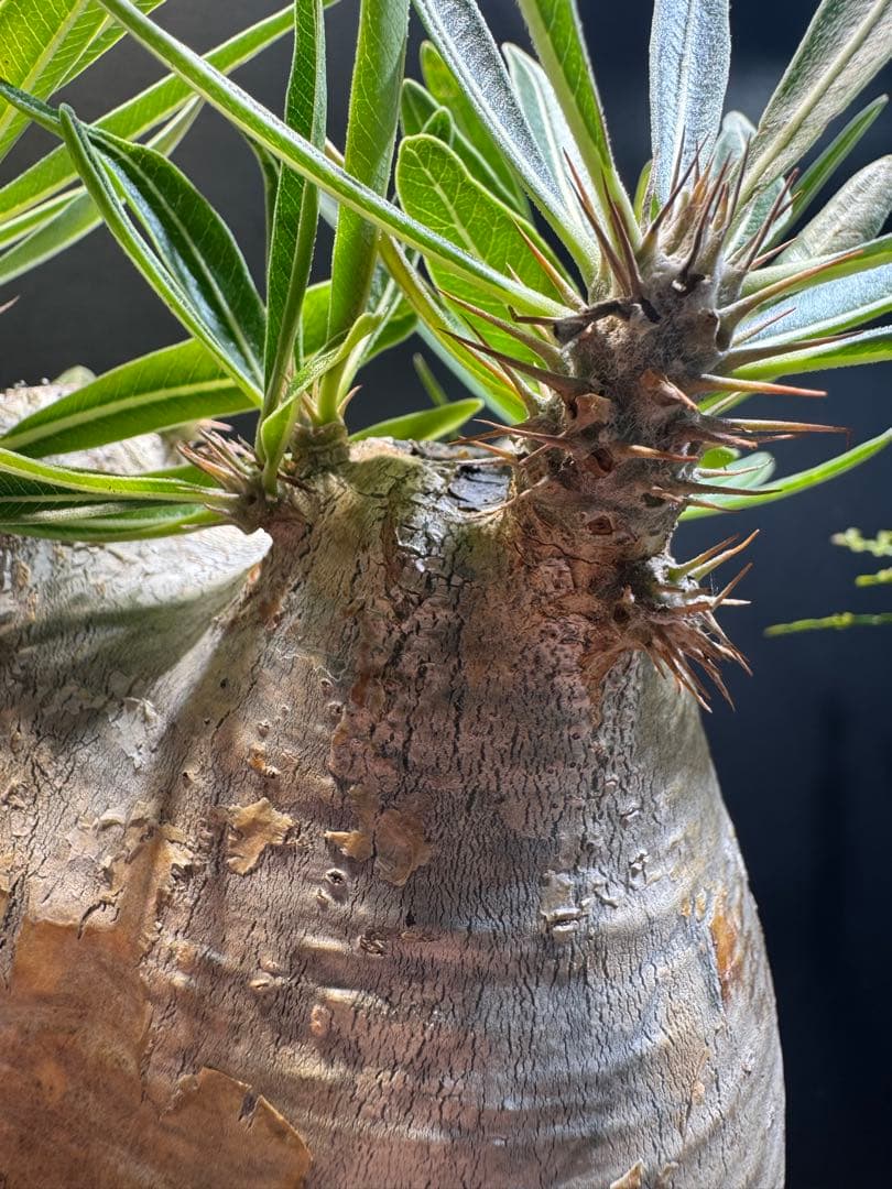 パキポディウムグラキリス　現地株　発根済み