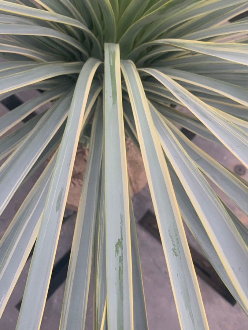 ユッカ　リギダ　　　斑入り