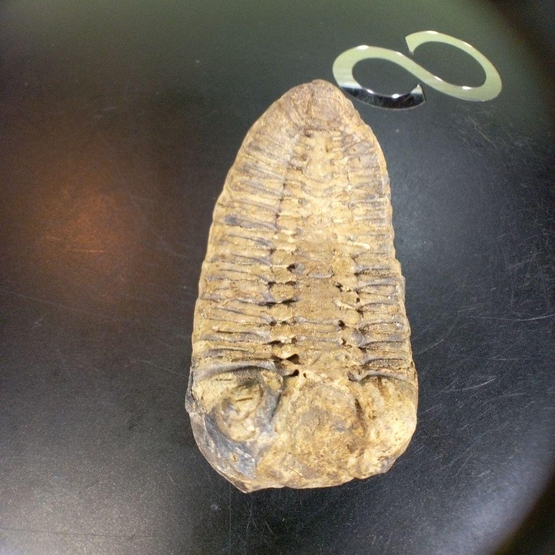 三葉虫　化石　fossil　ボリビア産　trilobite　ノジュール判別⑤