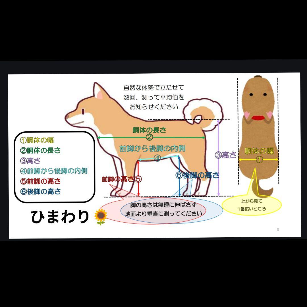柴犬4輪　リハビリ　食事補助　犬用車椅子　体勢維持　犬の歩行器