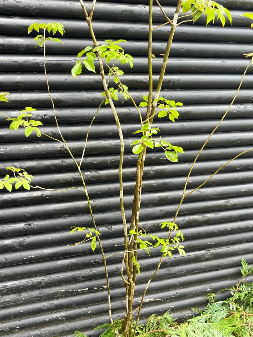 山採り天然　アオダモ　６本株立　50