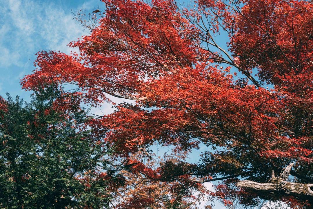 美フレア Super Multi Coated TAKUMAR 55mmf1.8