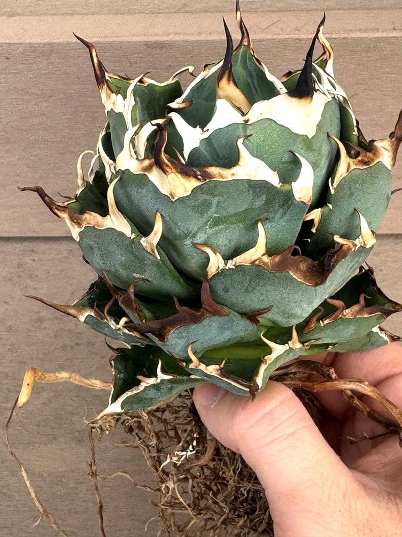 【限定値下げ】アガベ　チタノタ　ハデス　親株