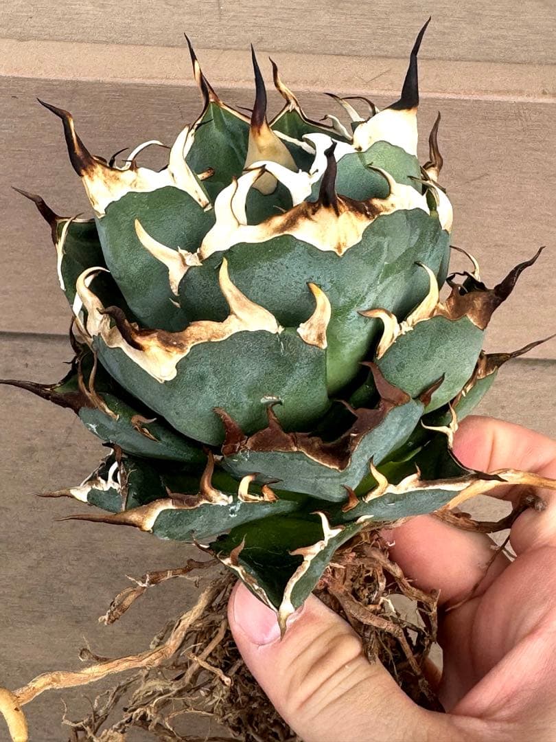 【限定値下げ】アガベ　チタノタ　ハデス　親株