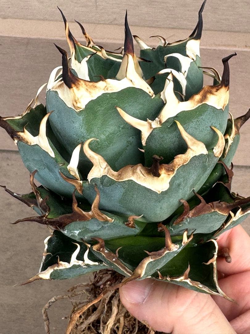 【限定値下げ】アガベ　チタノタ　ハデス　親株