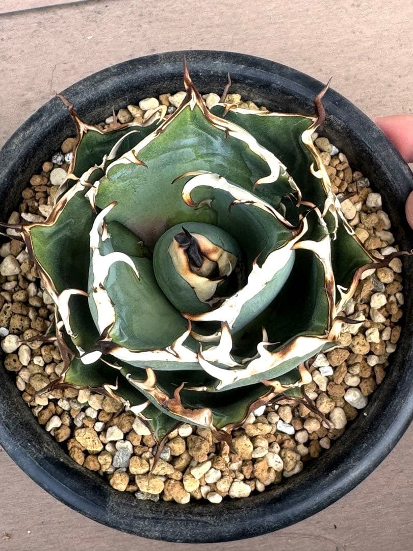 【限定値下げ】アガベ　チタノタ　ハデス　親株