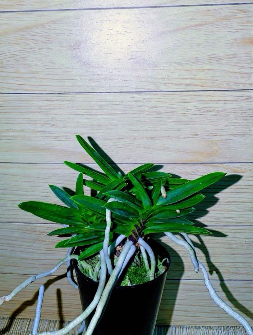 富貴蘭「緑三蝶」（開花株大株立ち）