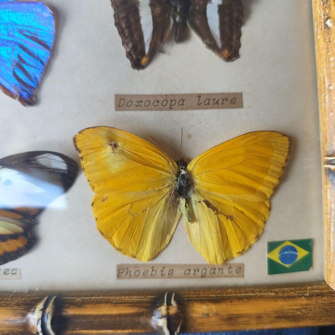 昆虫標本　蝶コレクション　イギリス　アンティーク