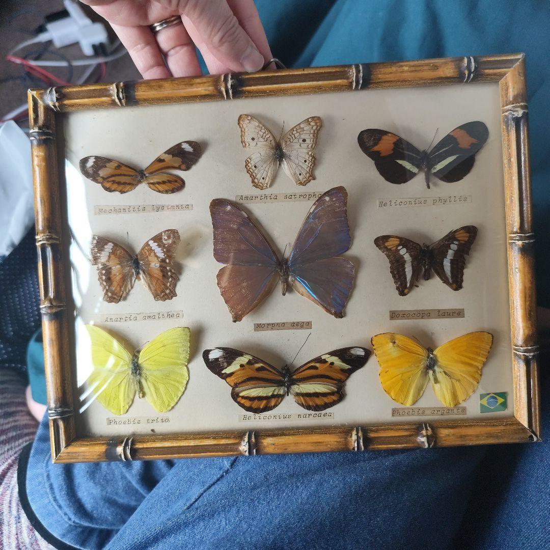 昆虫標本　蝶コレクション　イギリス　アンティーク
