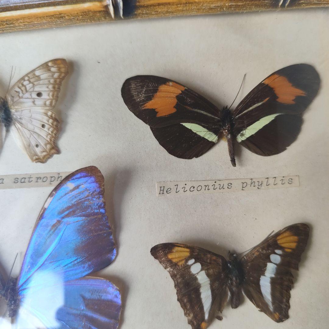 昆虫標本　蝶コレクション　イギリス　アンティーク