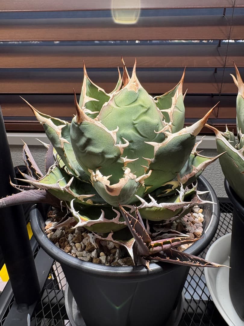 アガベ オテロイ（親株＋子株3）