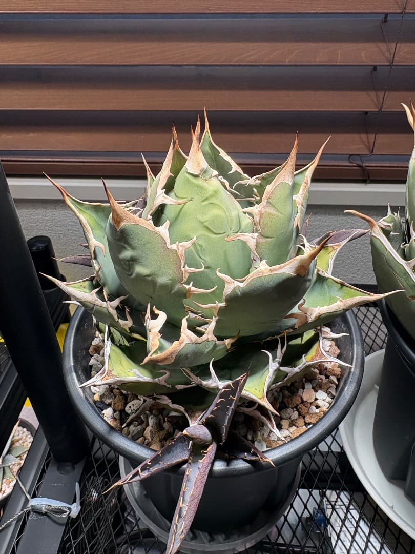 アガベ オテロイ（親株＋子株3）